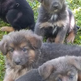 German Shepherd Puppies from Cobyco