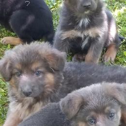 German Shepherd Puppies from Cobyco