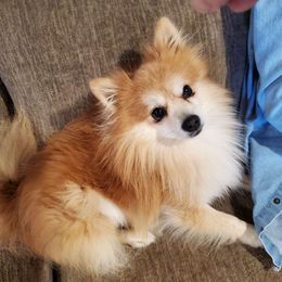 Peanut - Pomeranian