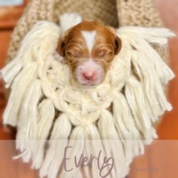 Everly - Apricot female Goldendoodle puppy in Mahomet, Illinois from Jordan Family Doodles
