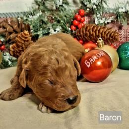 Baron - Red  male Goldendoodle puppy in Hendersonville, Tennessee from Ben's Best Buddy Goldendoodles