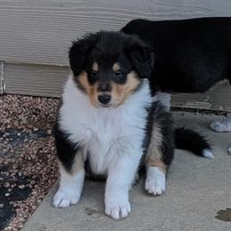 Kevin (Tri Boy 6) - Black white and tan male Collie puppy in Nunn, Colorado from Kingsgift Collies