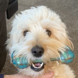 Ember - Goldendoodle