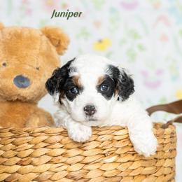 Juniped - Black and white female Bernedoodle puppy in St Joe, Indiana from Pawsh Bernedoodles