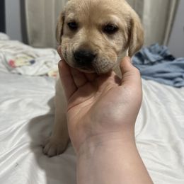 Labrador Retriever Puppies from Okiehuntinboyz Labrador Retrievers