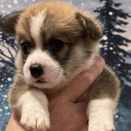 Jack - White and red male Pembroke Welsh Corgi puppy in La Plata, Maryland from Signature Corgis