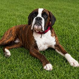 Evee - Boxer