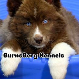 Snickers - Red and white female Siberian Husky puppy in East Tawas, Michigan from BurnsBerg's Woolies