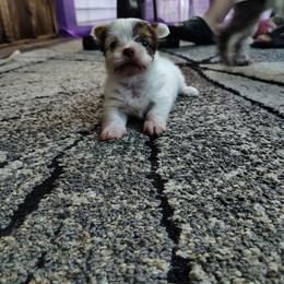 Bunny boop - Chocolate, tan and white female Yorkshire Terrier puppy in Pine Grove, Pennsylvania from Cathy Burns
