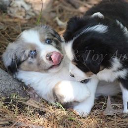 Australian Shepherd, Miniature Australian Shepherd, and Toy Australian Shepherd Puppies from TK Standard, Mini, & Toy Aussies