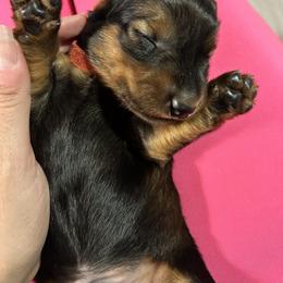 Dachshund Puppies from Rare Treat Dachshunds