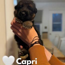 Capri - Black and red female German Shepherd puppy in Harvard, Illinois from Aus Dem Meer German Shepherds