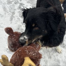 Aussiedoodle puppies from Third Coast Maltipoos and Doodles