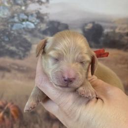 Red collar male - Cream male Dachshund puppy in Romney, Indiana from Brown's Valley Dachshunds