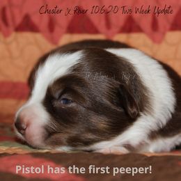 Miniature Australian Shepherd and Toy Australian Shepherd Puppies from TK Mini & Toy Aussies