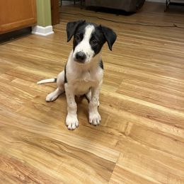 Boy 3 - Border Collie puppy in Woodruff, South Carolina from Megan's Pups