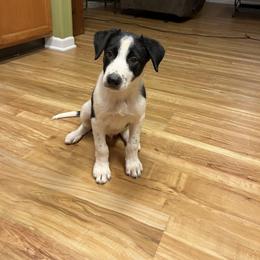 Boy 3 - Border Collie puppy in Woodruff, South Carolina from Megan's Pups