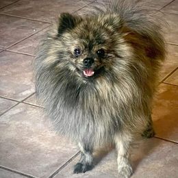 Finn - Pomeranian