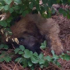 Bouvier des Flandres Puppies from Julie Smith