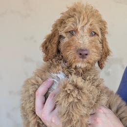 Green Collar - Apricot male Goldendoodle puppy in San Tan Valley, Arizona from Top Gun Golden Retrievers