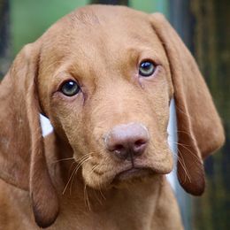 Vulpix - Golden rust male Vizsla puppy in Bloomington, Indiana from Envizion