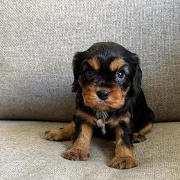 Tink - Black and tan female Cavalier King Charles Spaniel puppy in Fresno, California from CaliCavaliers