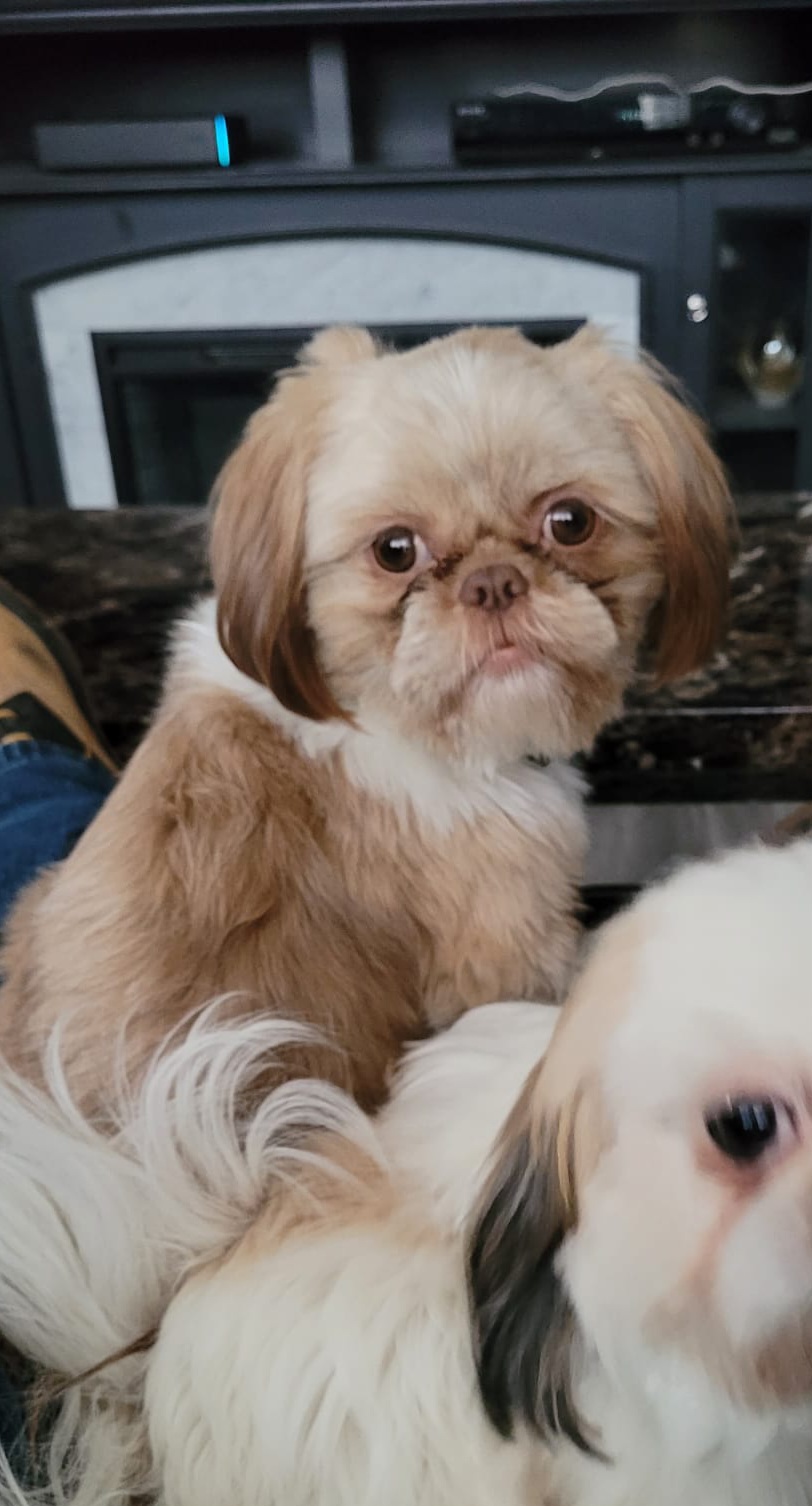 Tiger - Shih Tzu