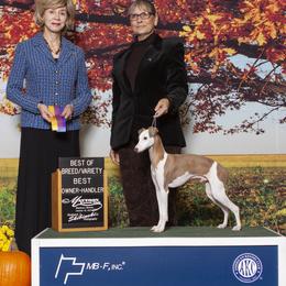 Cowboy - Italian Greyhound