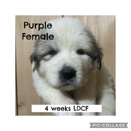 Girl 2 Purple - White and badger female Great Pyrenees puppy in Gibsonia, Pennsylvania from Little Deer Creek Farm AKC Great Pyrenees