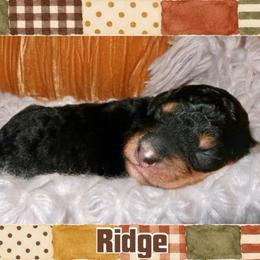 Ridge - Phantom male Bernedoodle puppy in Bowling Green, Ohio from Windy Creek Doodles