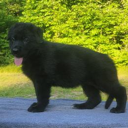 Alexandra - German Shepherd
