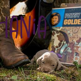 Shania - Silver gray female Weimaraner puppy in Talking Rock, Georgia from North Georgia Weims