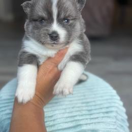 Crumpet - Blue female Pomsky puppy in Coos Bay, Oregon from Ocean View Pomskies