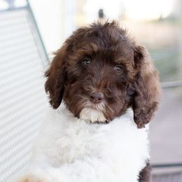 Cavapoos and Maltipoos from North Texas Puppies