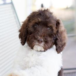 Cavapoos and Maltipoos from North Texas Puppies