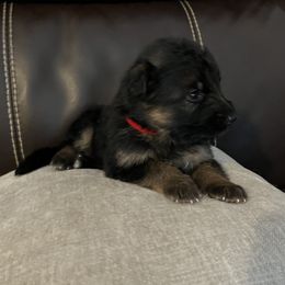 German Shepherd Puppies from Highland German Shepherds