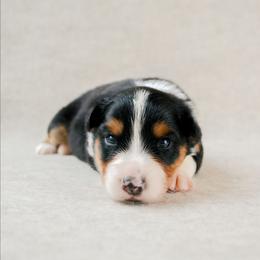 Chesapeake(Chessie) - Black tri-color female Australian Shepherd puppy in Aberdeen, North Carolina from Huckleberry Hill Aussies LLC.