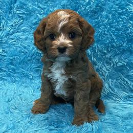 Cavapoo puppies from Knight Pups