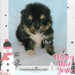 Mink - Black and tan male Pomeranian puppy in Eatonville, Washington from Foxy Forest Poms