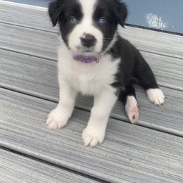Australian Shepherd Puppies from Lil' Blue Blessings