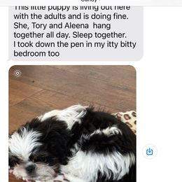 Shih Tzu puppies from Jazzie Shih Tzu