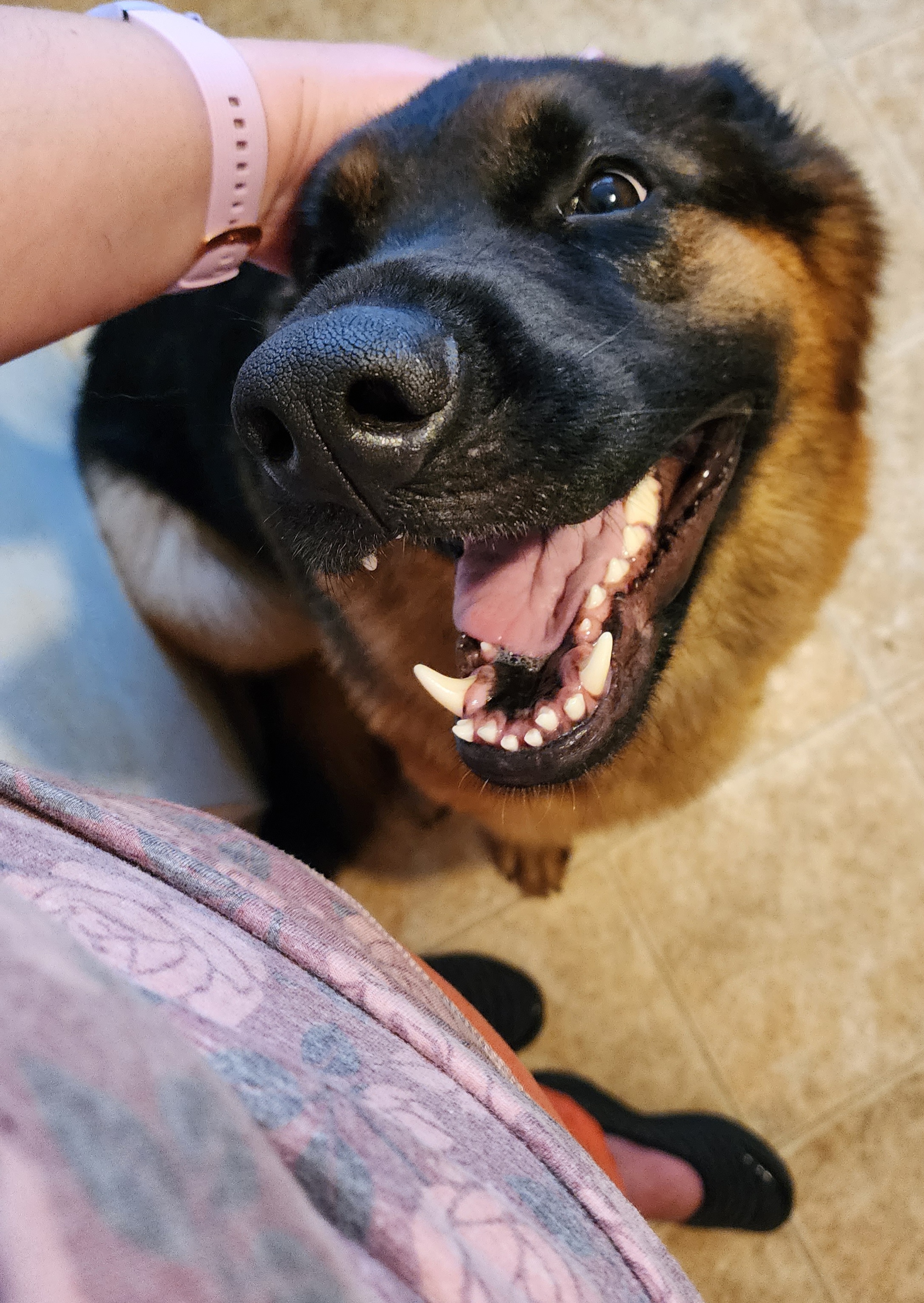 German Shepherd Puppies from Persevere Kennels