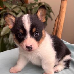 Romeo - Black and tan male Pembroke Welsh Corgi puppy in Lake City, Minnesota from Lake Pepin Corgi's