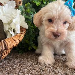 Joy - Parti female Miniature Schnauzer puppy in Hemet, California from Journee Home Mini Schnauzers