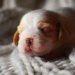 Girl 2 - Red and white female Beagle puppy in Caldwell, Ohio from Folklore Kennel