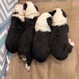 F4- TBD Show Pick - Gray and white female Old English Sheepdog puppy in Tulsa, Oklahoma from Yadah Sheepdogs