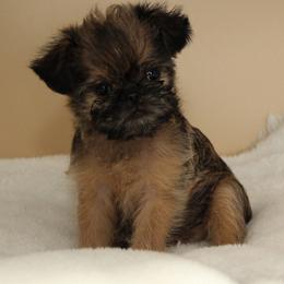Fidgit - Red female Brussels Griffon puppy in Croswell, Michigan from Pine Haven Brussels Griffons LLC
