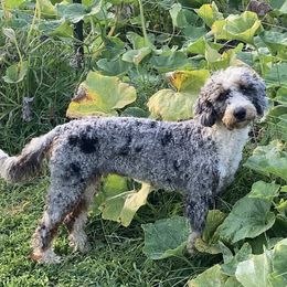 Nicki - Bernedoodle