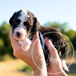 Woody - Blue - Sable male Bernedoodle puppy in Rockwall, Texas from Glory Doodles