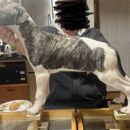 Waggles/Roman - White and fawn brindle Whippet puppy in Erving, Massachusetts from Mariki Hounds